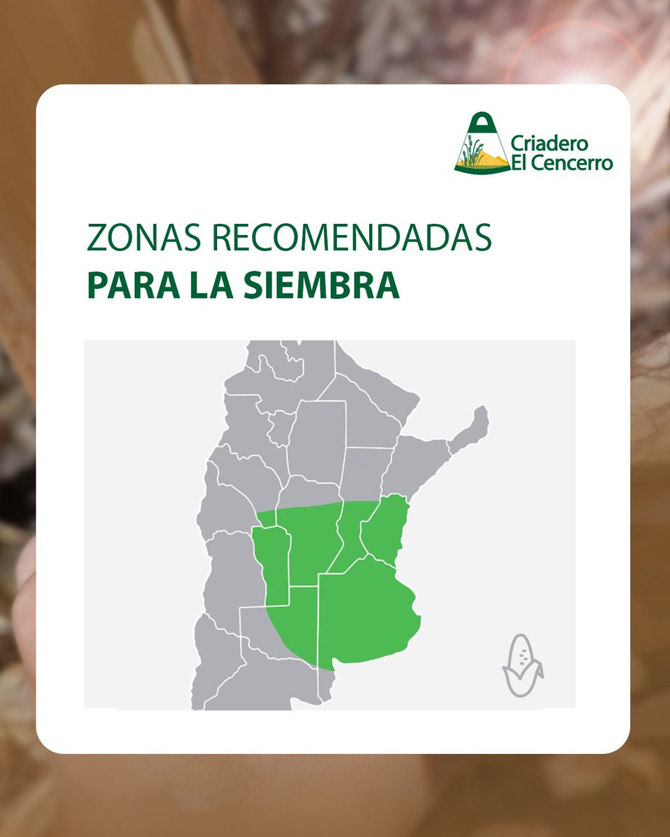CECencerro's tweet photo. CEC 2325 XP es un híbrido que destaca por su estabilidad y su capacidad compensadora, marcando la diferencia en el sudoeste bonaerense 🌽

✅ Rendimiento en diversos ambientes.
✅ Estabilidad ante la climática regional.
✅ Capacidad compensadora.

👉 https://t.co/jZk3U1PGFe https://t.co/WY3dX9lPfc