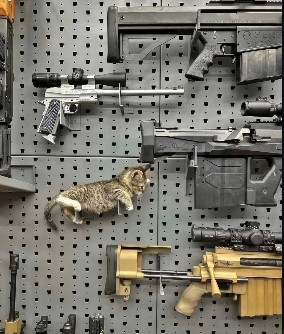 LavaIntel's tweet photo. >Model- Tactical Tabby
>Caliber- .38 Sharp-Claw
>Action- Semi-Automatic
>Rate of Fire- 500 Zoomies per minute
>Effective Range- 15 meters 
>Ammunition- Premium Kibble / 9mm Treats
>Magazine Capacity- 1 Bowl (High-capacity, but always appears "empty")
>Weight- 1.2 kg https://t.co/2wPrgP3EVp