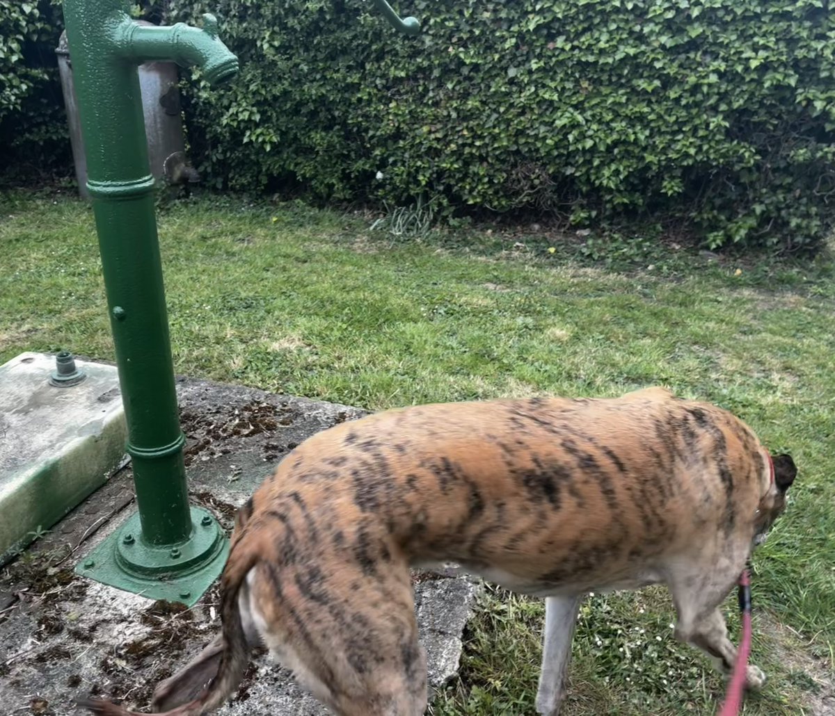 Norah Bones 🍖🦴🍗🦴 tweet media