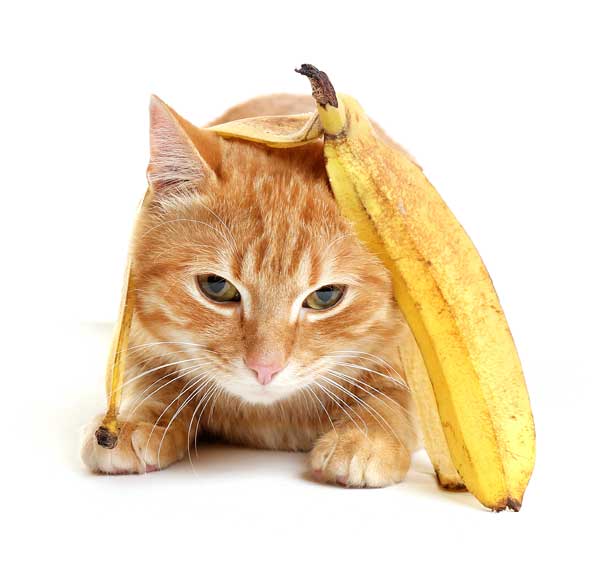 Cat Tipper.com tweet media