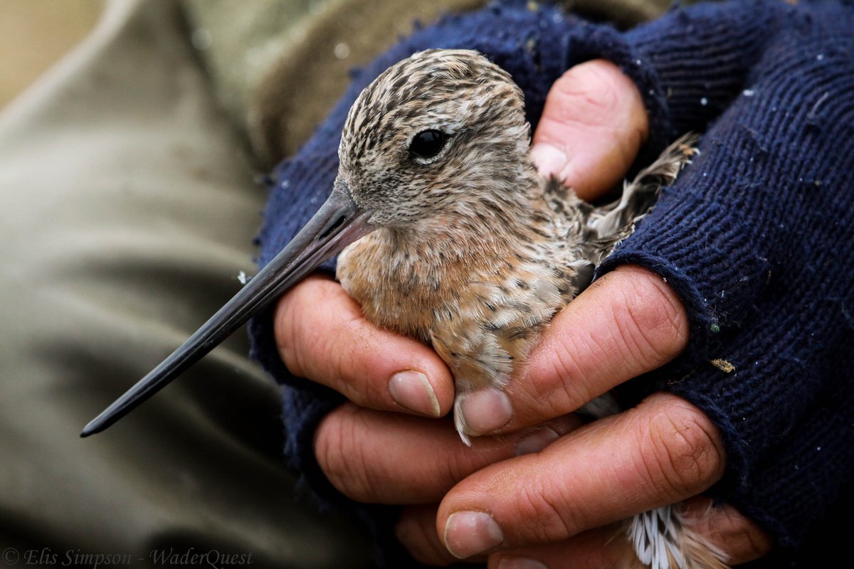 waderquest's tweet photo. Wader Quest is pleased to announce that the Summer grants window is now open for applications.
For more information and to submit an application, please visit our website https://t.co/qgAffB9Mvj

Bar-tailed Godwit © Elis Simpson
Be #inspired by #waders or #shorebirds
#charity https://t.co/c8SIJJ9fEY