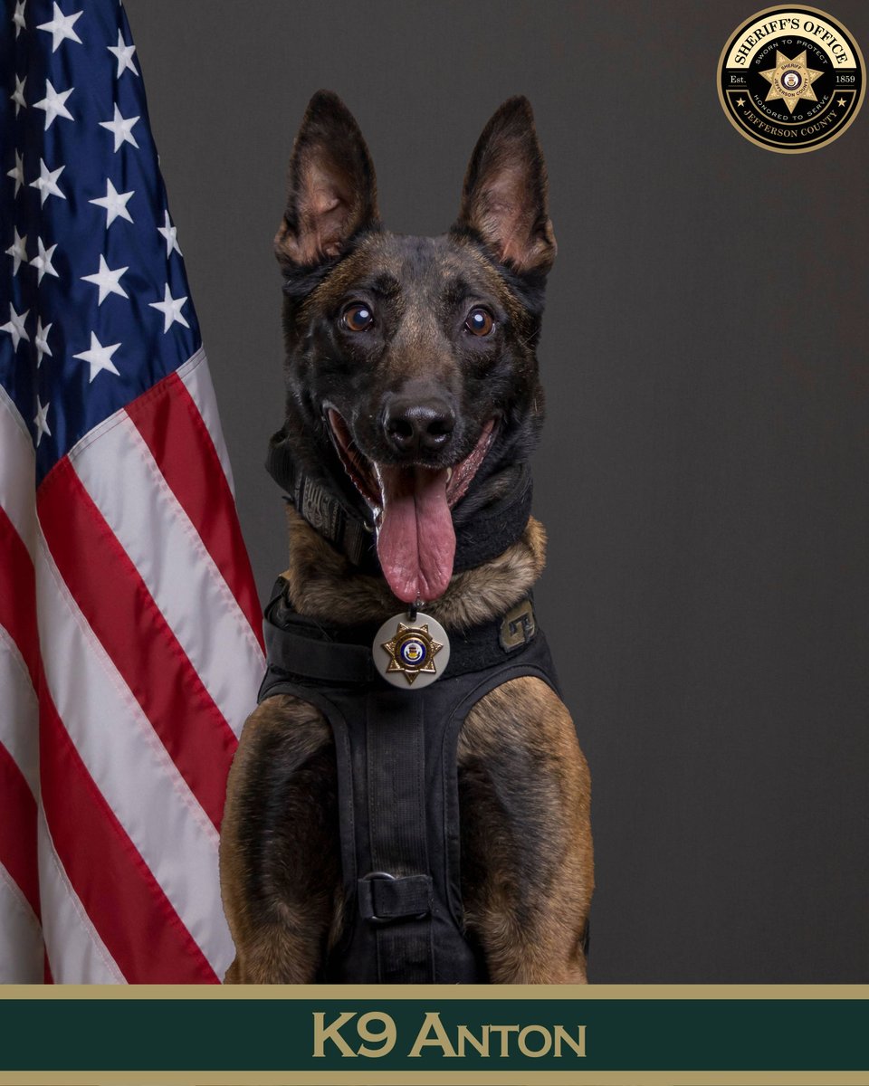 Happy Birthday, K9 Anton! 🐾🎉

Today we proudly celebrate K9 Anton, a 5-year-old Belgian Malinois from the Netherlands who serves alongside Deputy Valbert.

Anton is trained in patrol operations and narcotics detection, and he brings focus, courage, and grit to every shift. He