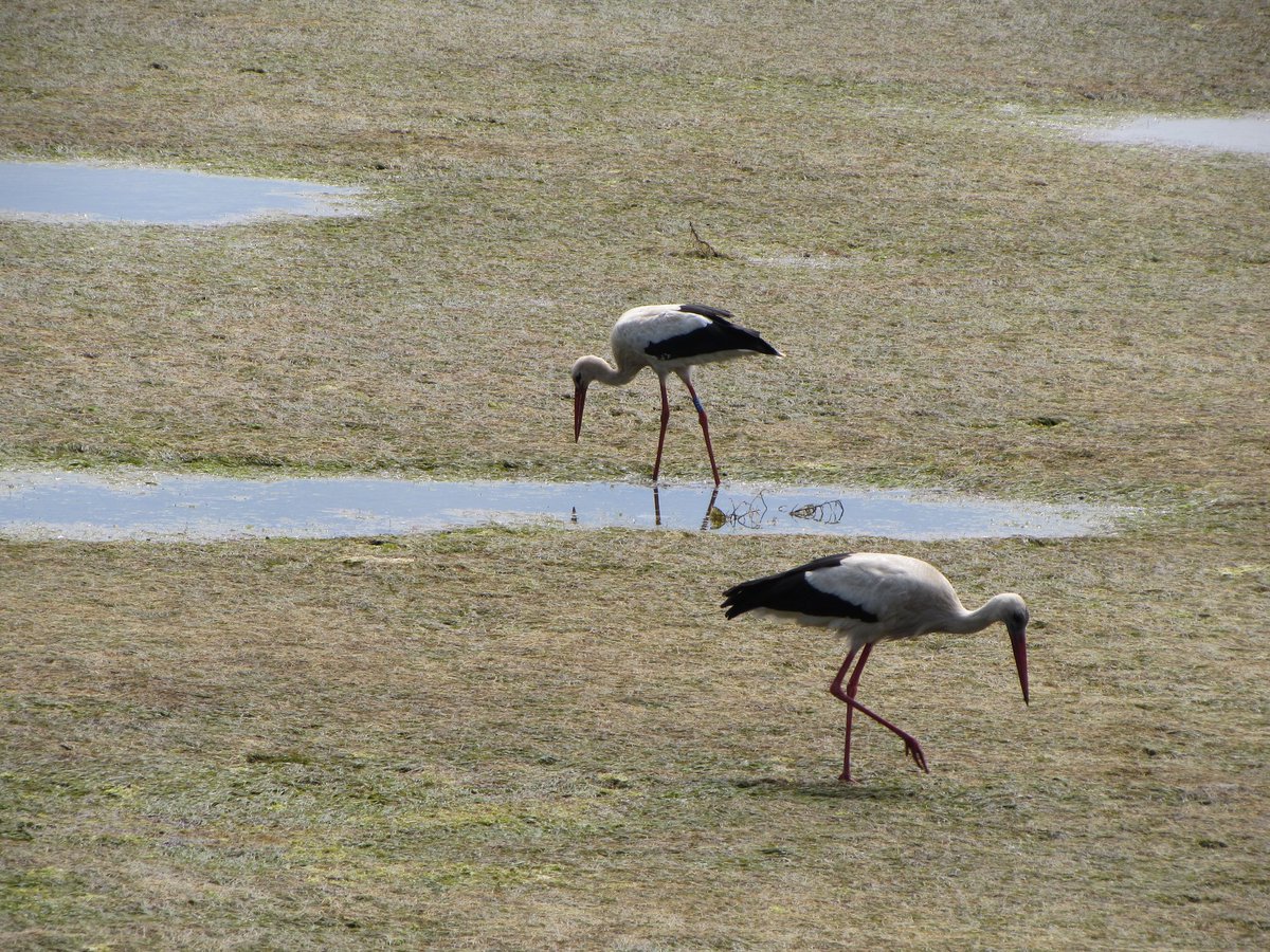 twitcherspotter's tweet photo. I thoroughly enjoyed a few days in Faro. Good birding was had. https://t.co/6NbUgpcq1V