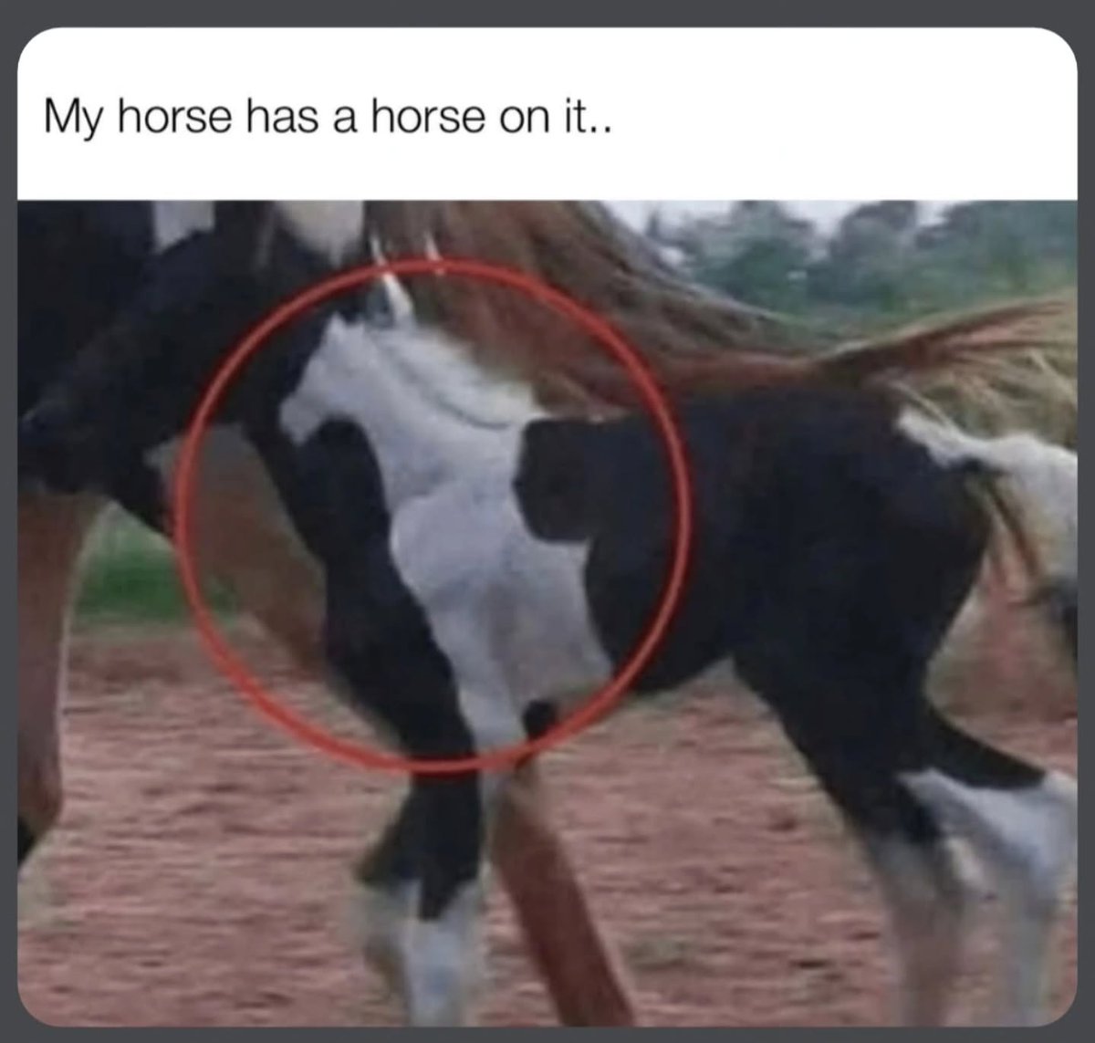 Horse Sphere tweet media