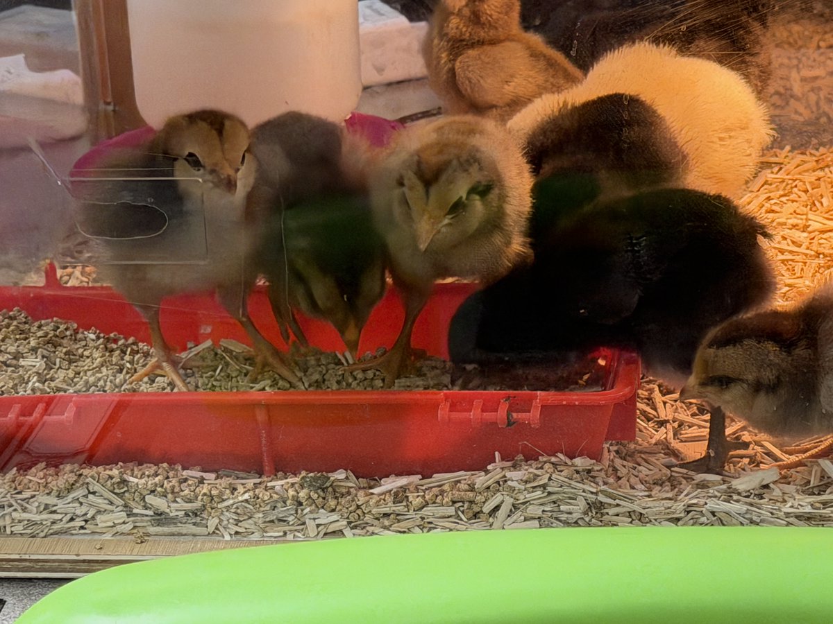 CoyOCSSteam's tweet photo. It's Day 4 with our chicks...They are eating, drinking, and growing already! What should we name them?! @Coy_Rams https://t.co/h4DykHUV5F