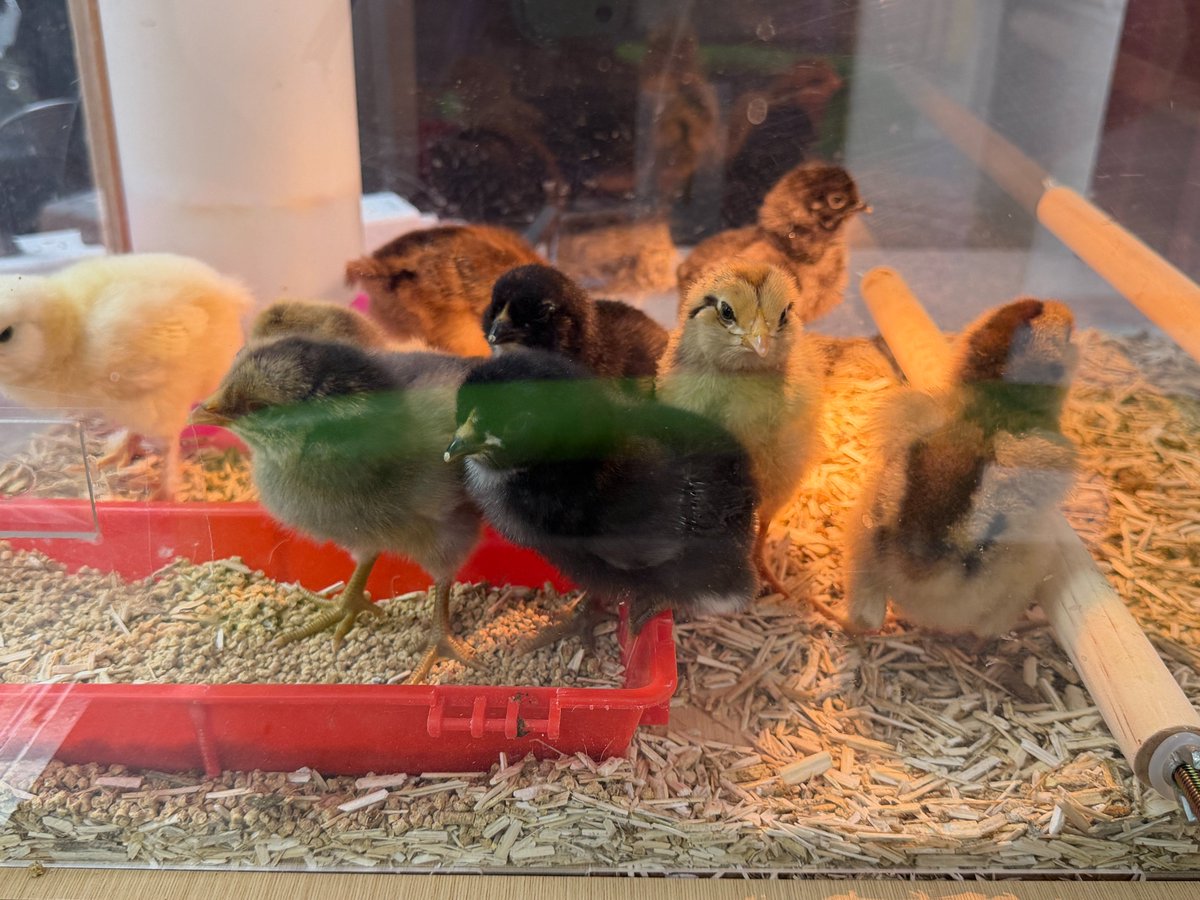 CoyOCSSteam's tweet photo. It's Day 4 with our chicks...They are eating, drinking, and growing already! What should we name them?! @Coy_Rams https://t.co/h4DykHUV5F