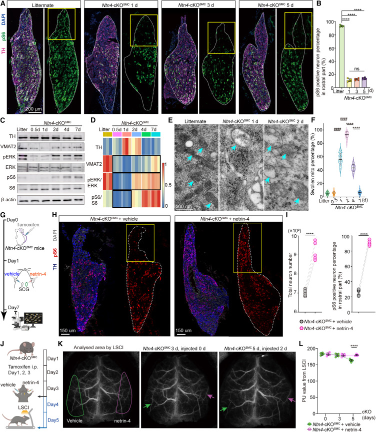Neuron tweet media
