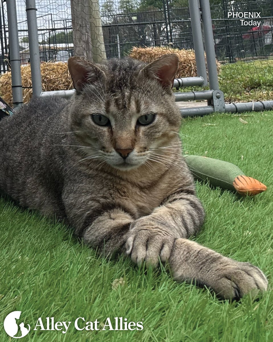 Alley Cat Allies tweet media