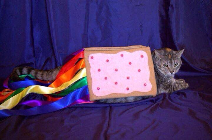 Nyan Cat tweet media