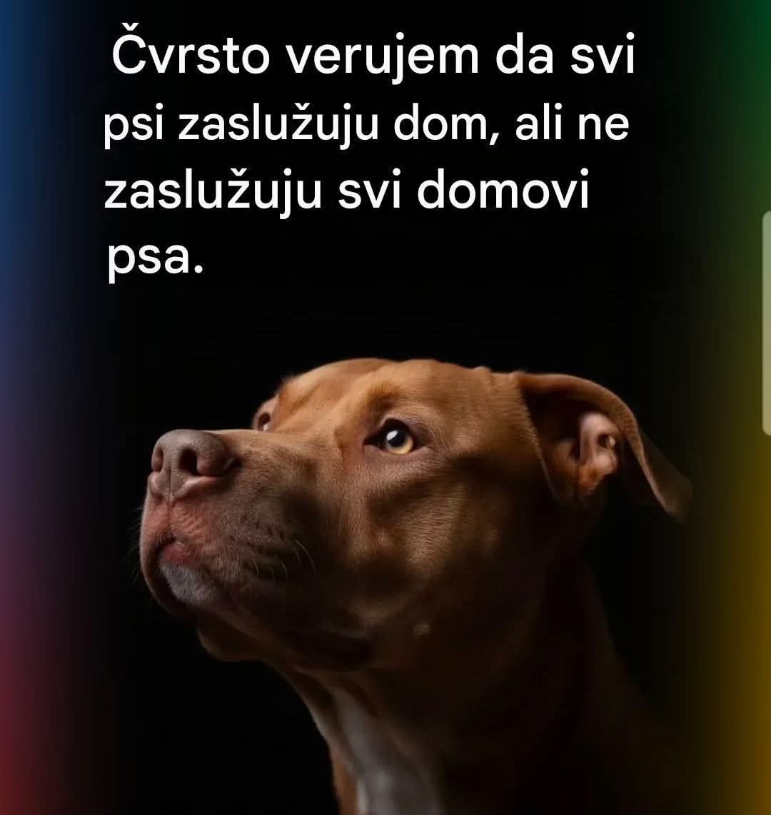PRONADJEN    PAS   JAVITE VLASNIKU AKO GA TRAZI DA GA NIJE NAPUSTIO  MORAMO DA BRINEMO O ZIVOTINJAMA