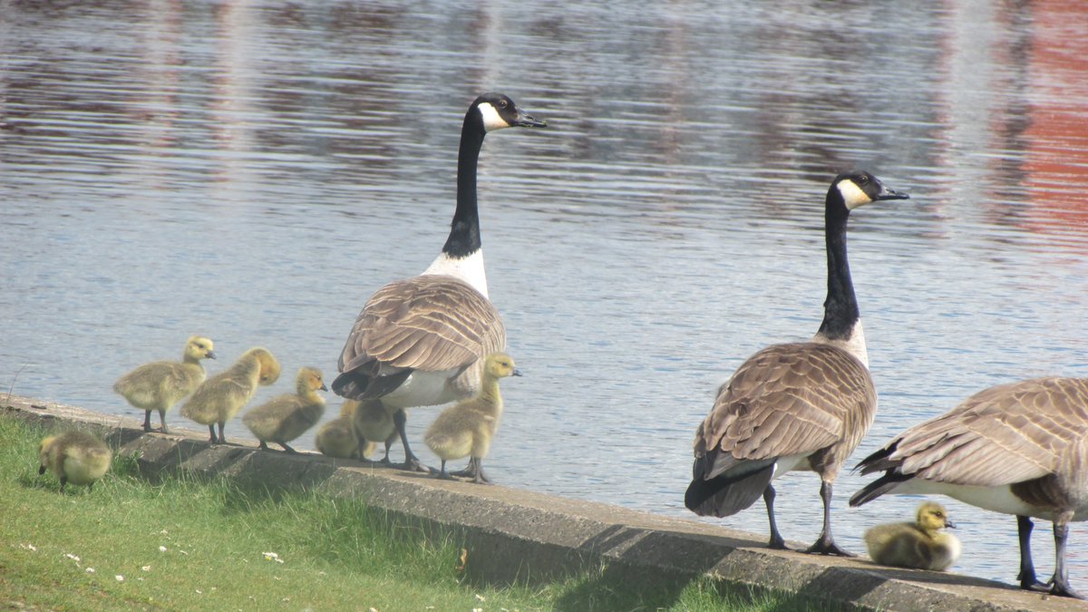 Canada Geese and goslings on the lakeside