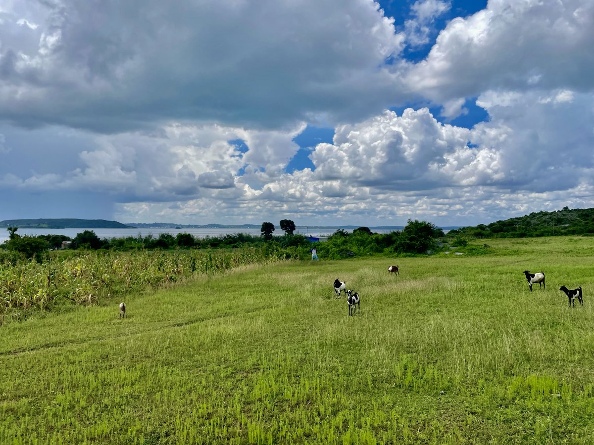 MarekaMalili's tweet photo. Kuna Places unajijengea zake a get away House, or Cabin, sehemu utakua unaenda zako kujituliza na stress za maisha ya mjini.
Sehemu ukiamka unasikia ndege wanaimba, unavuta Clean air, Na Utulivu halisi.
Hii ni namna nyingine ya kuongeza muda wa kuishi. https://t.co/SwQIk2LlMp