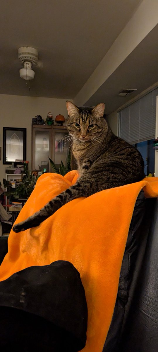 m3ganbby's tweet photo. @tru_fru This is Mochi - he’s 12 and he has no tail! https://t.co/odJTz8U0gF