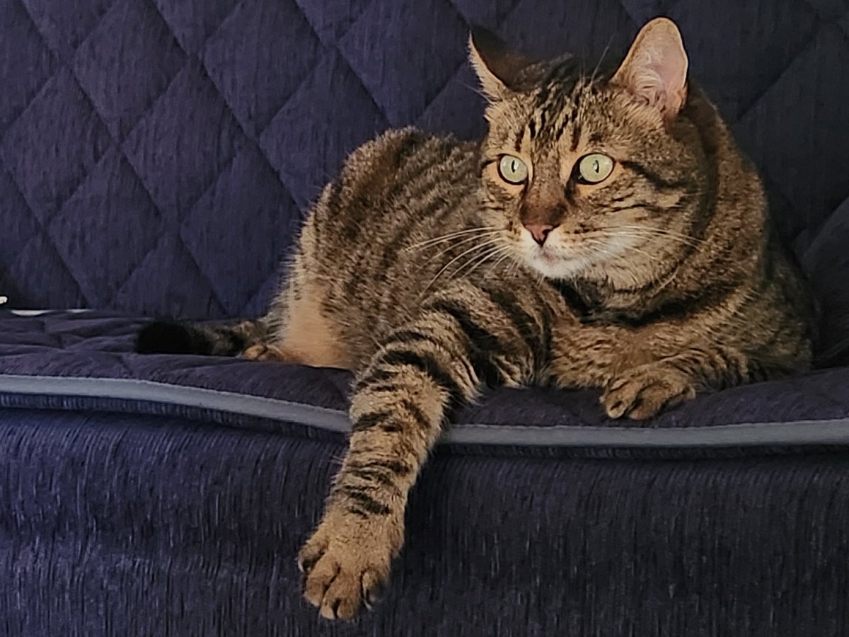 çoço mahallenin abisidir.
kedi izmir