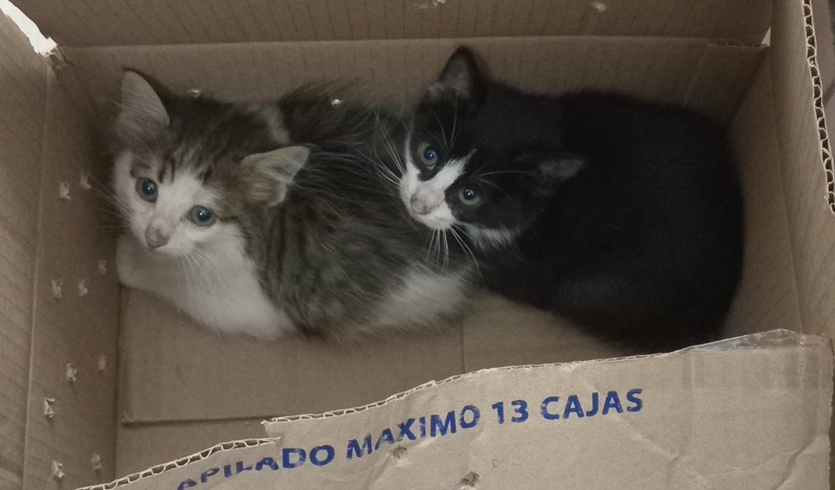 Chicos nos ayudan buscando hogar temporal o definitivo para estas bellas gatitas? Stgo. Centro, se trasladan donde haya acogida, por fa!! RT