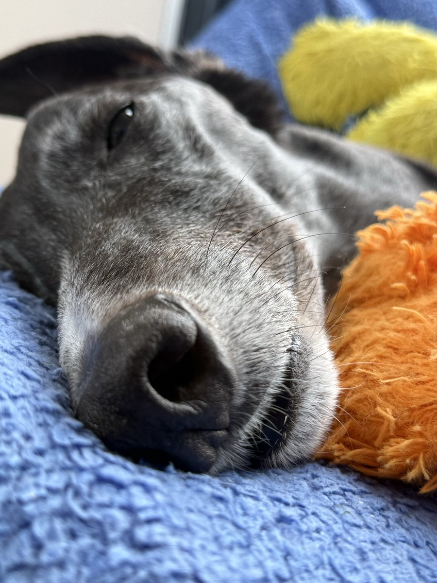 Paddy the Greyhound tweet media
