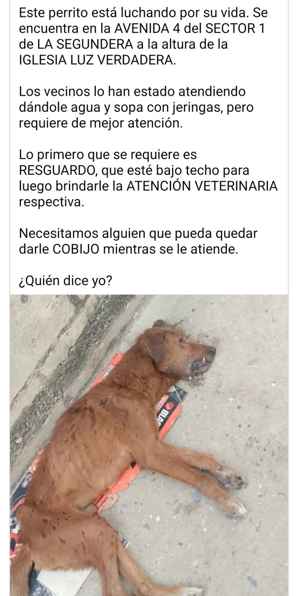 PerroUsuario's tweet photo. Atención Cagua, estado Aragua. No está resguardado y lo necesita con URGENCIA https://t.co/eszSqGmtlp