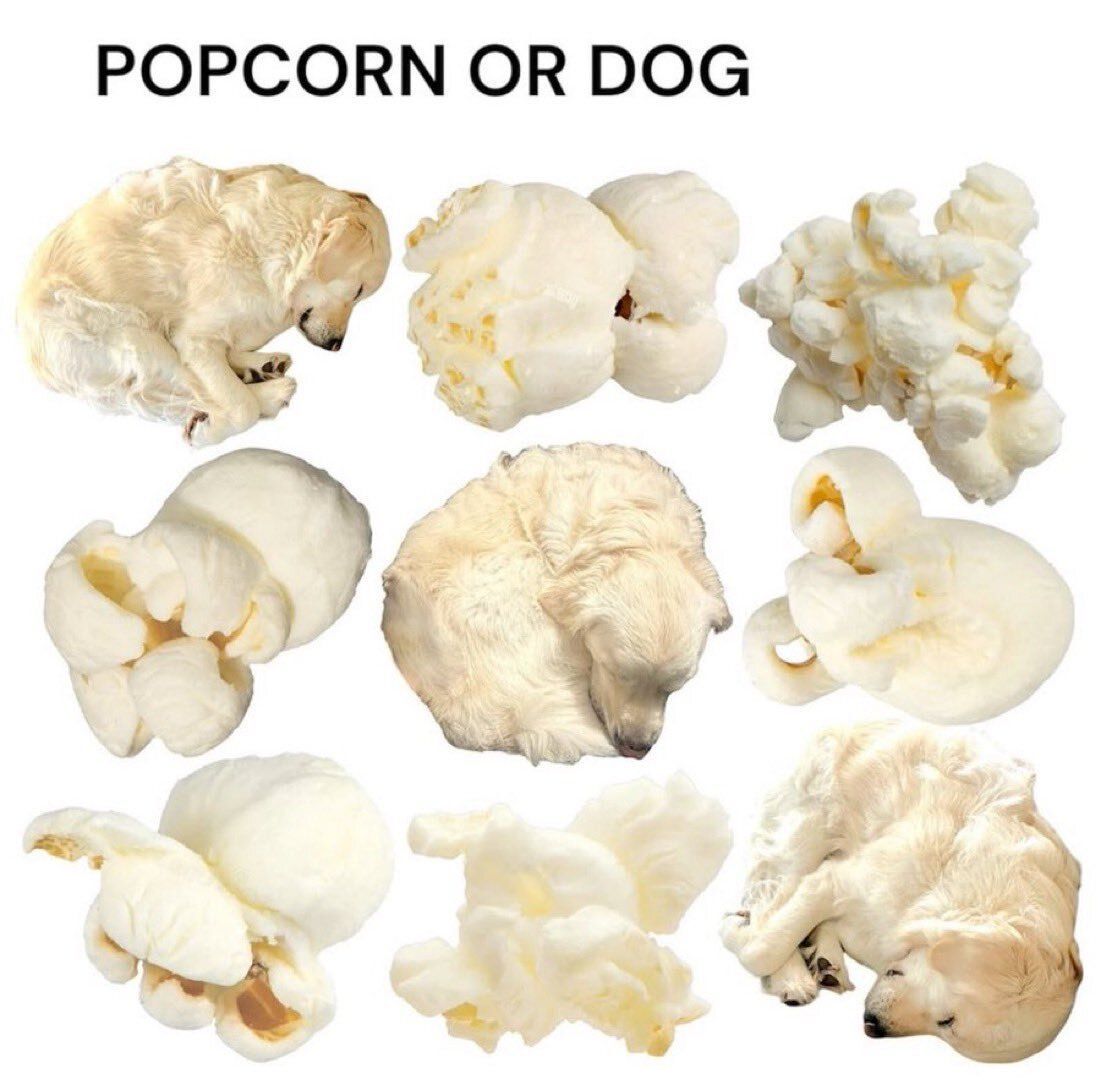 everything dogs 🐶 (@everythingdogss) on Twitter photo 