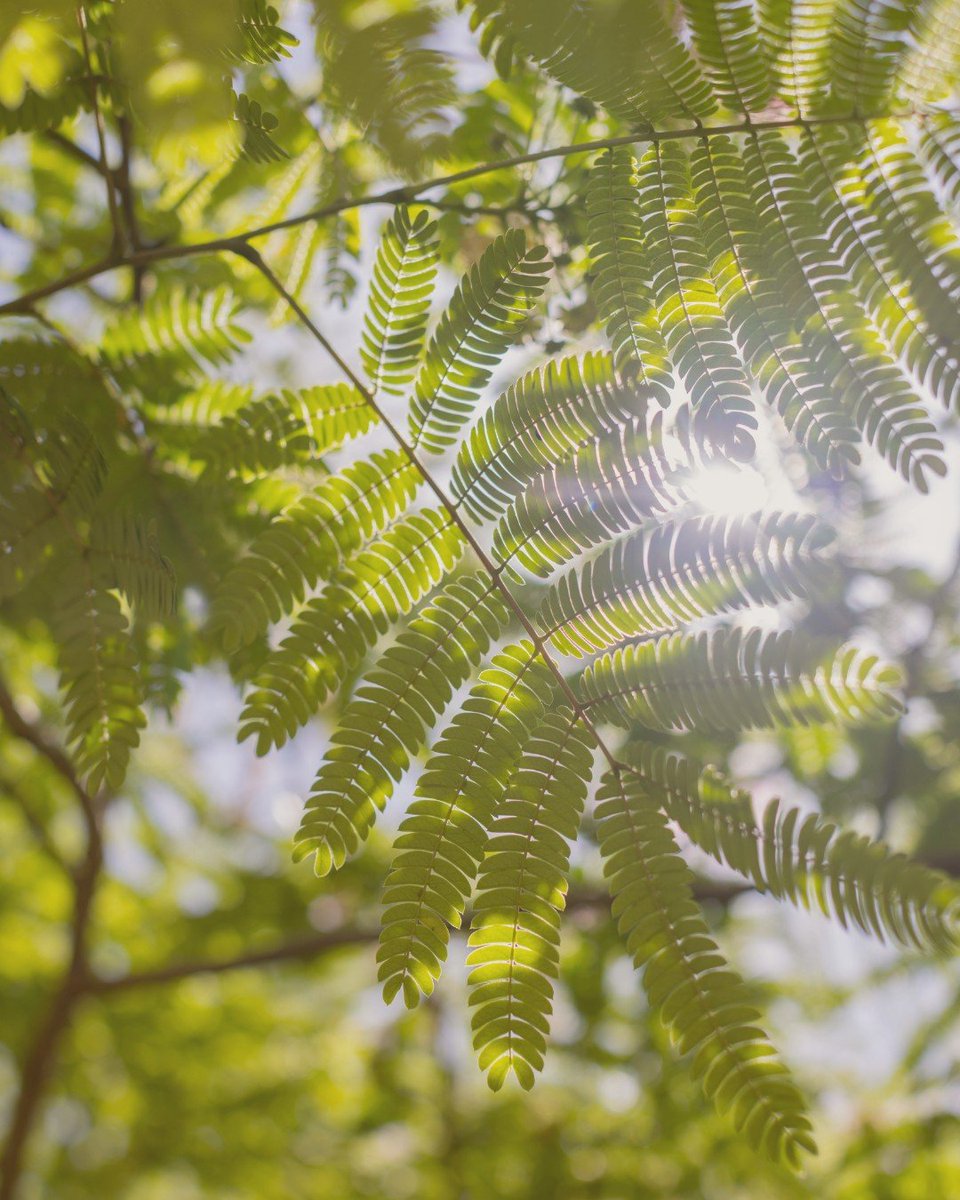 ZoetryResorts's tweet photo. It’s the small things that begin to stand out.

Light, texture, the way a moment settles when nothing is rushed.

At #ZoëtryMallorca, there’s more to notice : https://t.co/zIIGXe1PZY https://t.co/kguCMEzz3b