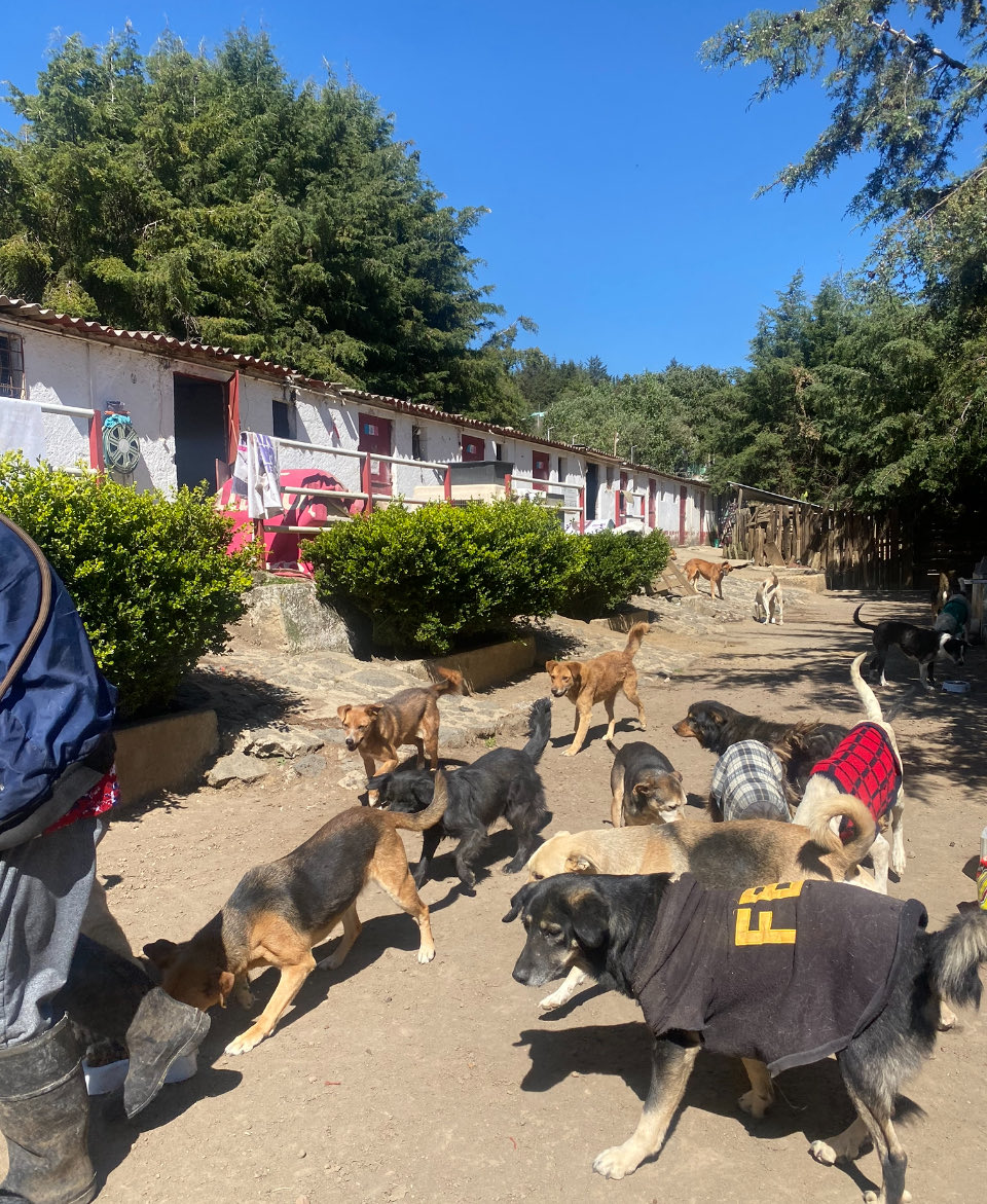 Amigooooss!!! Porfita porfi, échennos unas patitas solidarias para poder comprar nuestro sagrado alimento.
Porfa, necesitamos alimentarnos y somos muchos, muchísimos… Somos decenas que suman cientos de perritos rescatados, todos bellos y felices! 🫶🏼🥹💜🐶🐾
Porfa ayúdennos. 
Les