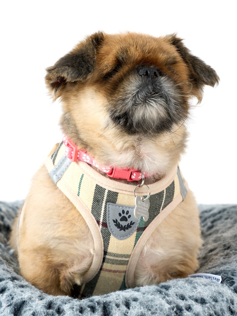 Muttville Senior Dog Rescue, San Francisco tweet media