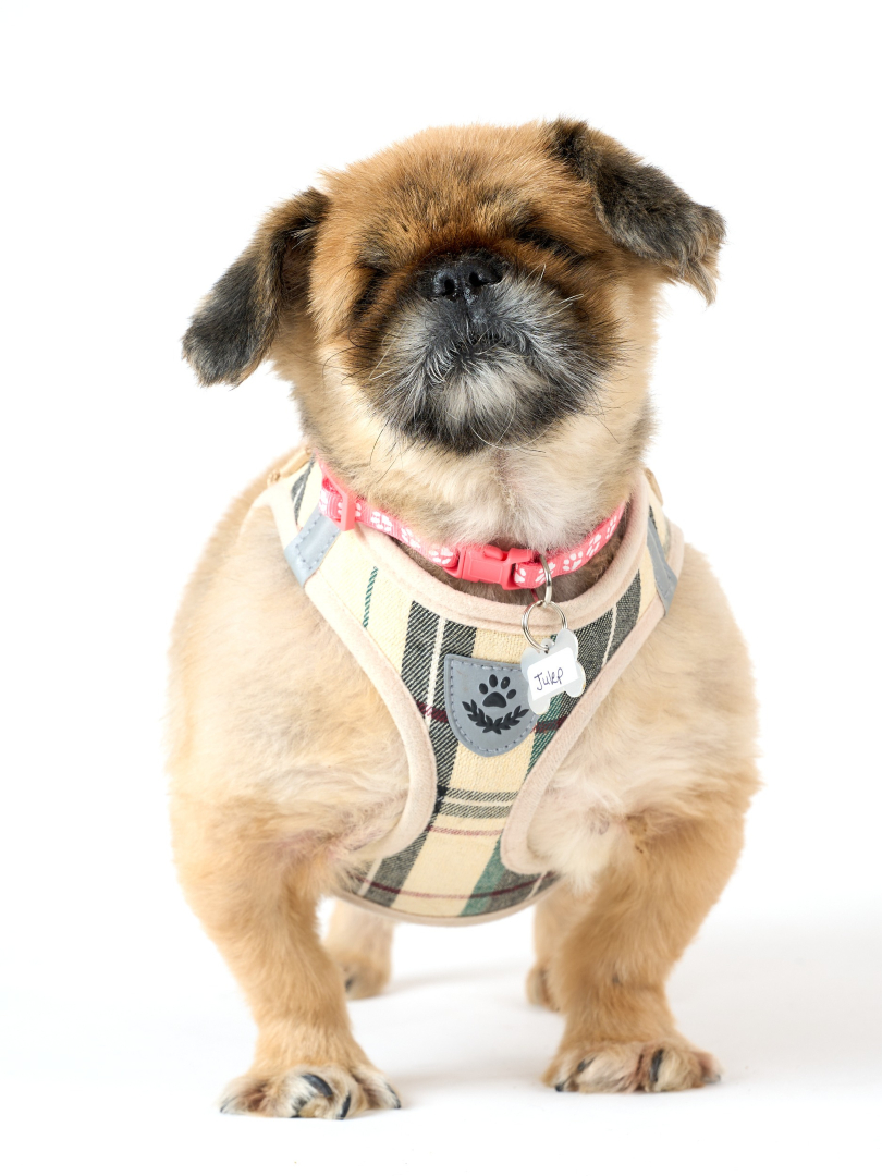 Muttville Senior Dog Rescue, San Francisco tweet media