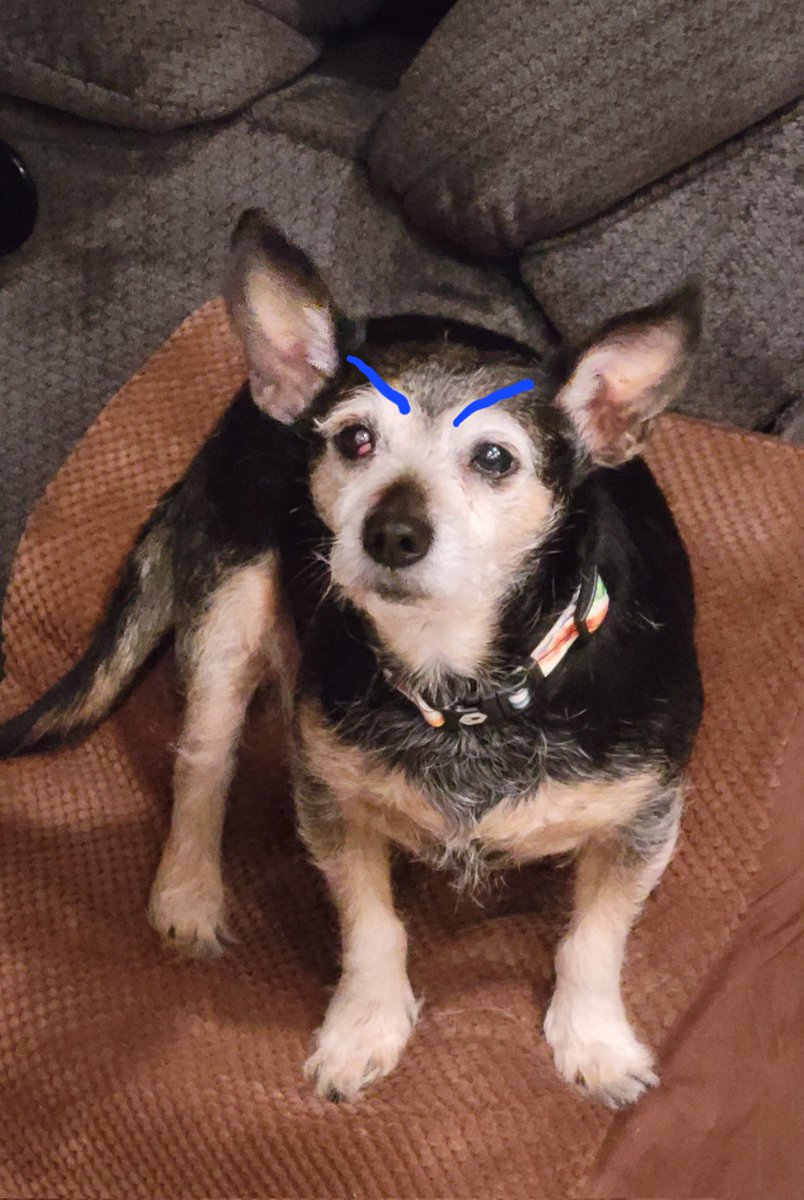 considernoodles's tweet photo. Hello friends! What is your pupper mad about today? 🤣 🤣 #dogsoftwitter #dogtwitter #gooddogs https://t.co/U5leEofHoq