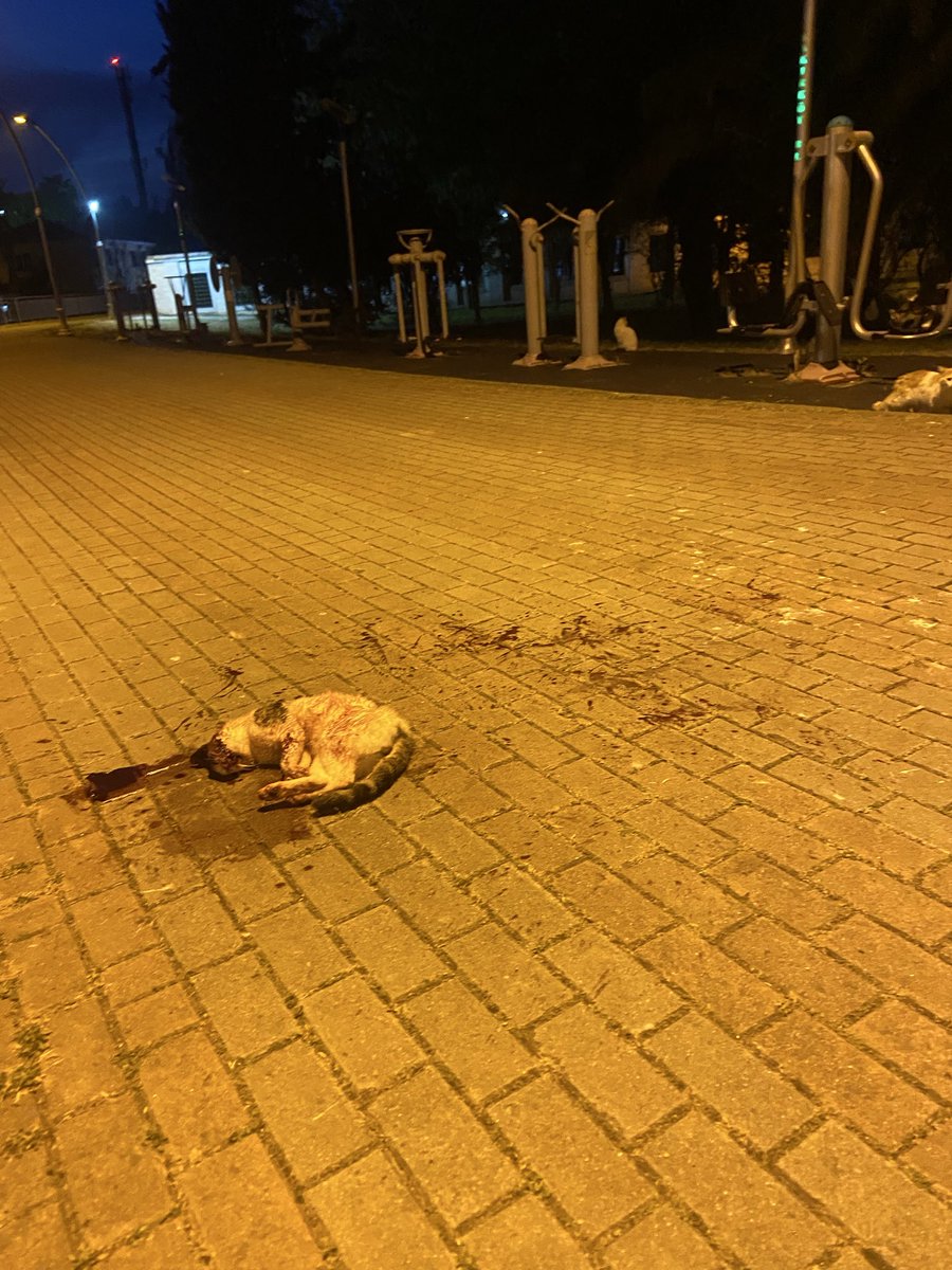 çelikdilara73 tweet media