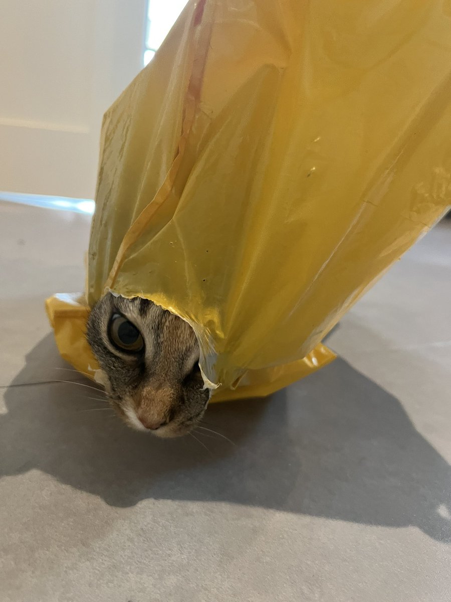 €100 aan nieuwe kattenspeeltjes en ze wil nog steeds alleen met jumbo tassen spelen