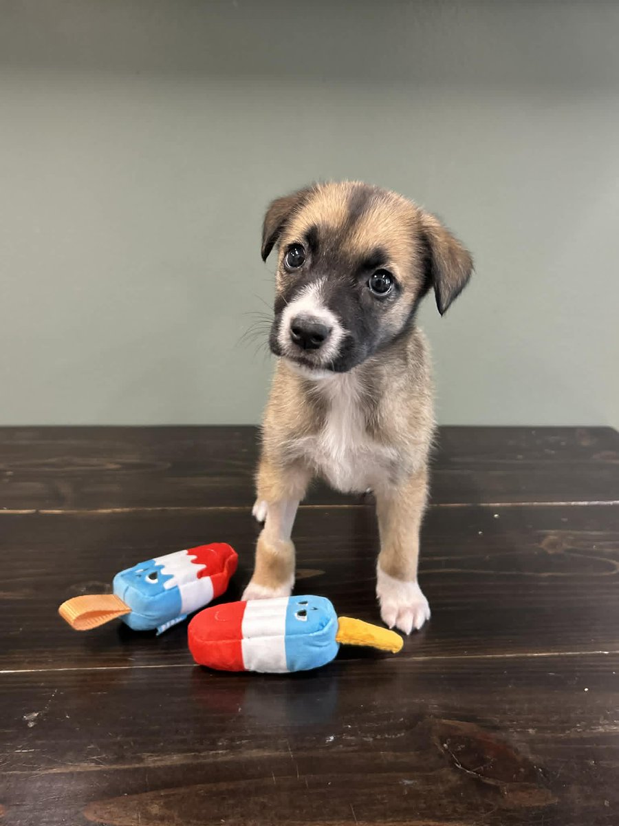 🍁 Meet Maple 🍁

This sweet girl is ready to leave shelter life behind and find her forever family! 🐾💛

Maple is an adorable ~10-week-old German Shepherd mix puppy with the cutest little face and a personality as sweet as syrup. She’s playful, cuddly, and full of puppy love