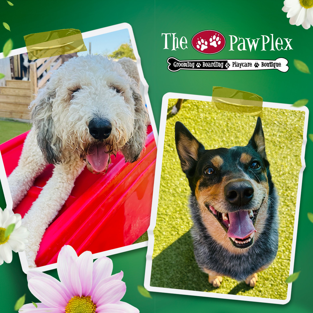 We get to work with some of the most adorable dogs out there 🐶🐶