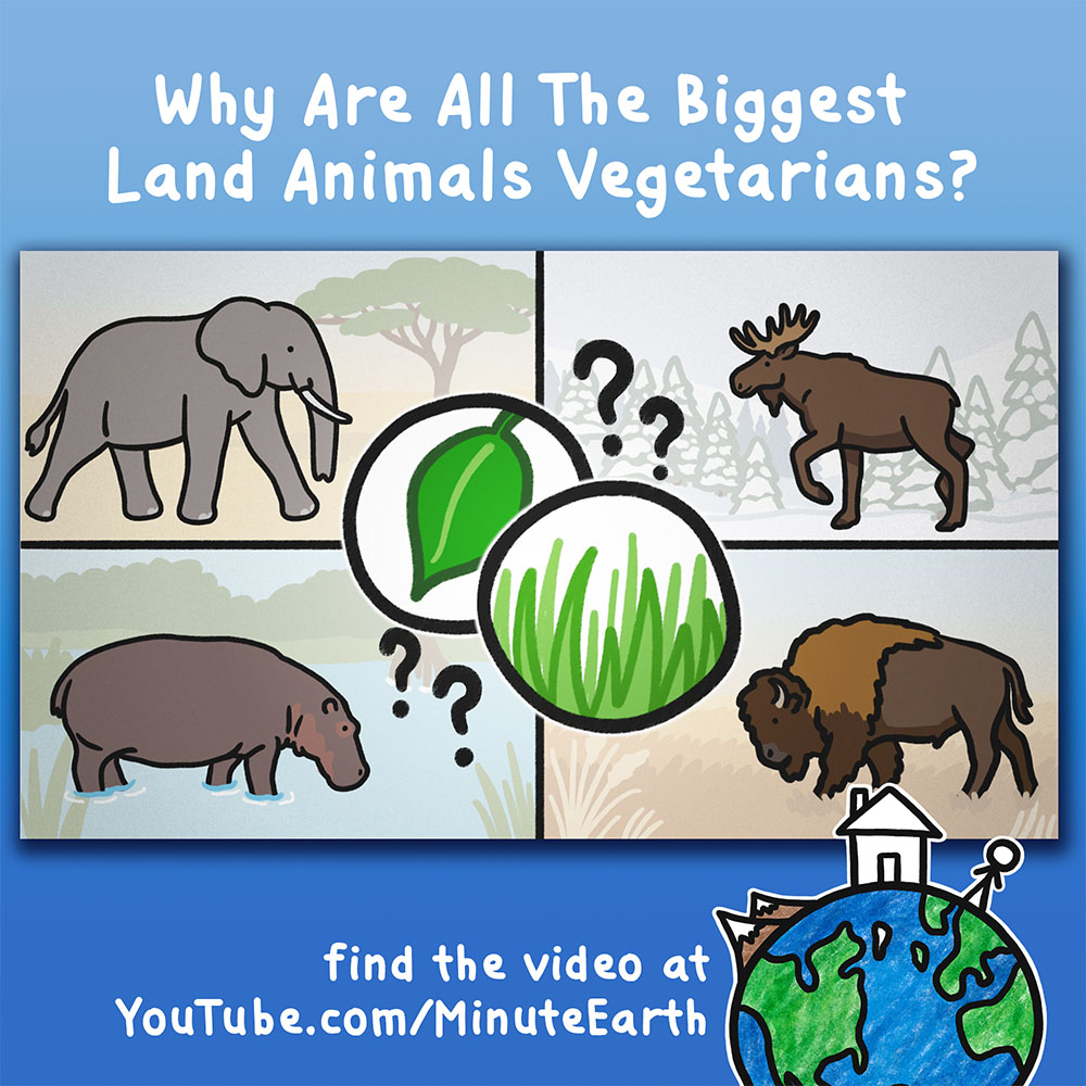 MinuteEarth's tweet photo. Why are all the biggest land animals vegetarians?

More in our latest video:
https://t.co/cQb3nklt2J https://t.co/TMShT0uRA3