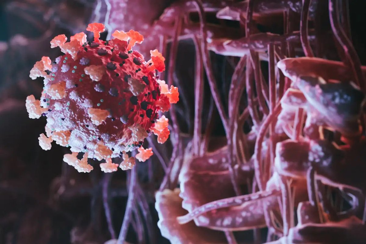 🚨: This is what we know about HANTAVIRUS so far:

• It is transmitted to HUMANS by rodents;
• Transmission between people is RARE;
• There is NO definitive treatment;
• It is transmissible through contact with rat feces and urine;
• These are the FIRST SYMPTOMS: fever,