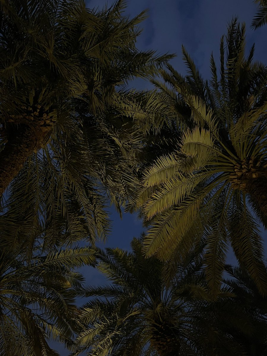 wnexit's tweet photo. 🌴🌅                                🌴🌃 https://t.co/AXhpvAlJ30