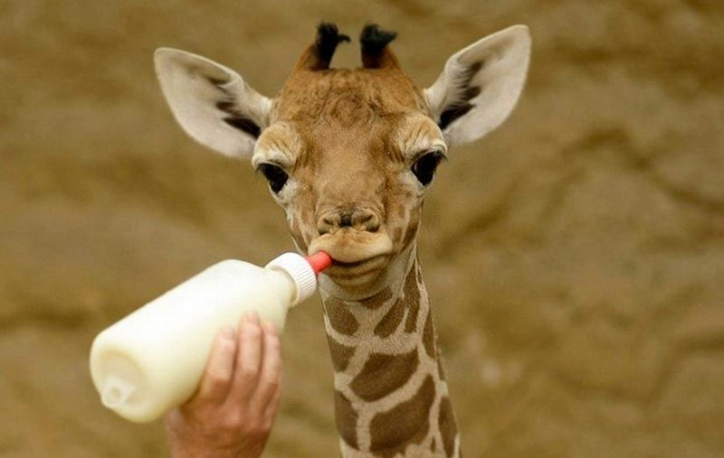 pad_gal's tweet photo. Did you know that all baby giraffes are born with human like hands which they lose over time? https://t.co/LJqh72DDV3