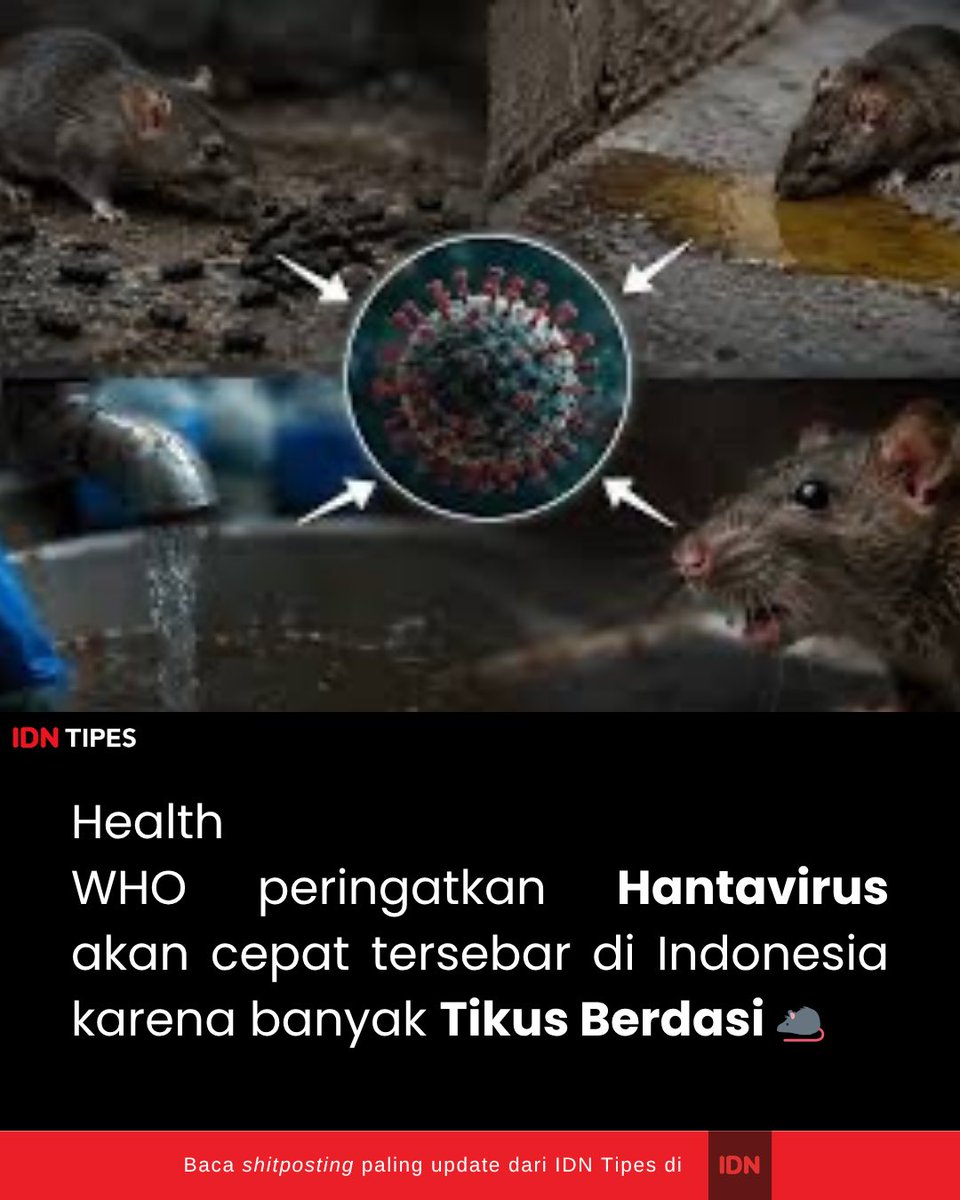 IDN Tipes tweet media
