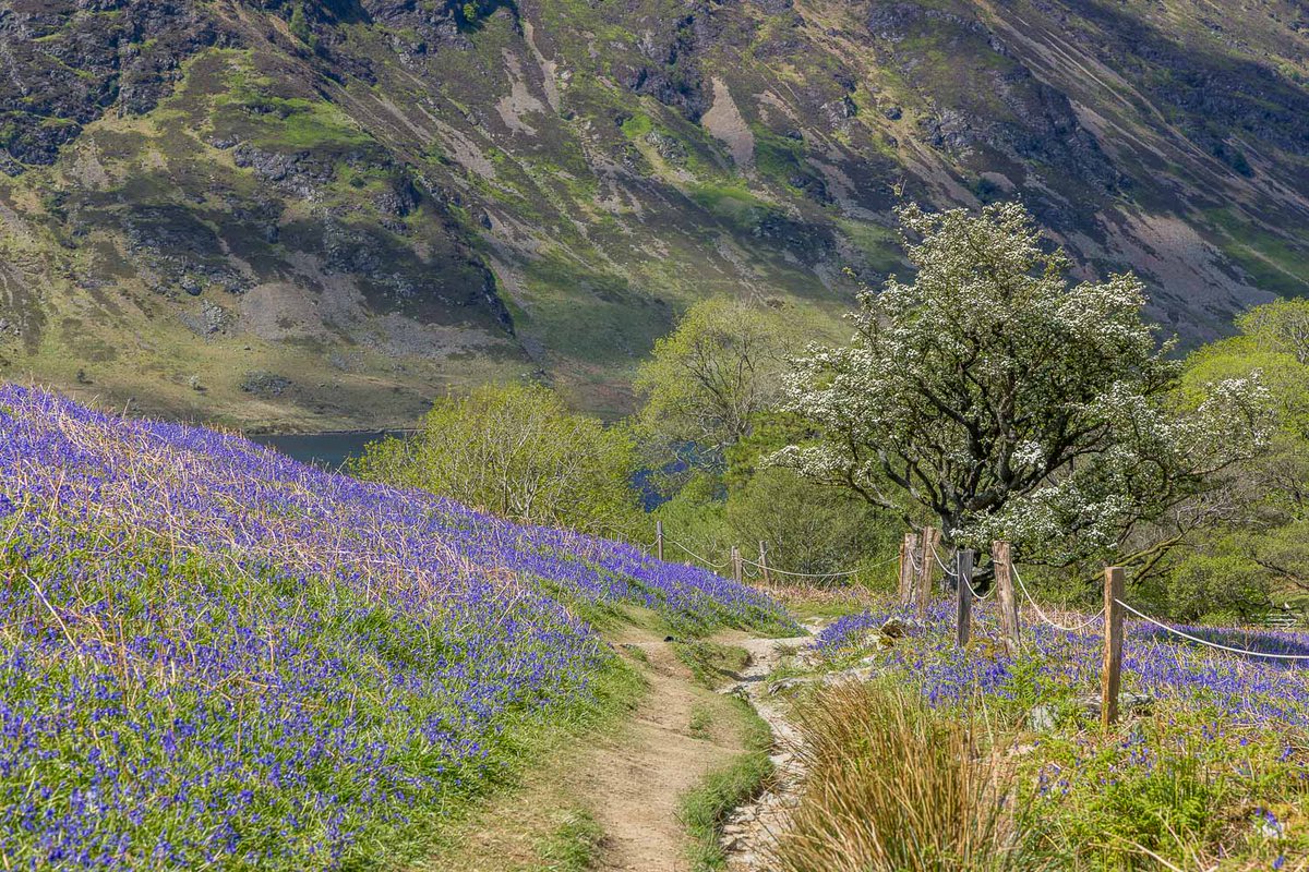 Yesterday's walk up Rannerdale Knotts is now on my site here:
andrewswalks.co.uk/rannerdale-kno…
