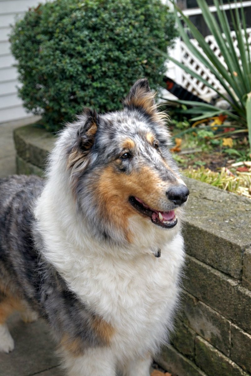 xZephyr5's tweet photo. 7 years and not a single day has gone by that I haven't thought of you, life hasn't been the same and it never will be. No matter how many years pass without you I will never forget you. My best friend, forever.

Miss you Chevy, I love you. https://t.co/87d7s57RxB