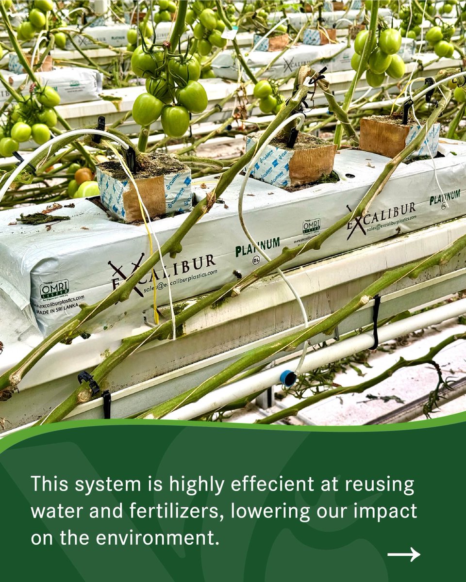 VermillionGrow's tweet photo. At our greenhouse, water and nutrients don’t go to waste. Through fertigation and our closed-loop system, excess water is collected, treated, disinfected, and reused, helping us save water, reduce fertilizer use, and lower environmental impact. 🌱 https://t.co/7JuMONOCrs