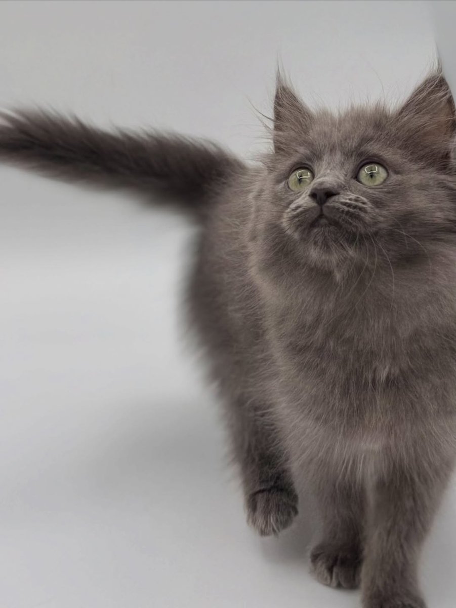 TheIliaSociety's tweet photo. Ilia Malinin has adopted a new ragdoll cat from Boise, Idaho. https://t.co/aGd6xFe3Em