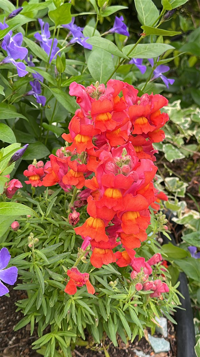 ruforucom's tweet photo. Майские краски в моем саду. Colors of May in my gardenIMG 4673 https://t.co/TheiKKvli2 через @YouTube https://t.co/2s1BBQYOY0