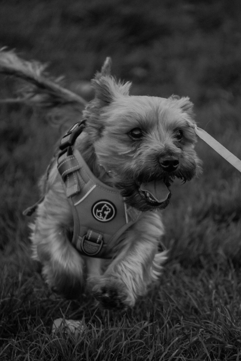 Logan tweet media
