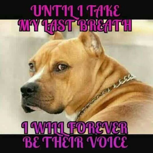 pitbullsad's tweet photo. We are the voice for those that cannot speak.
Stand up. Speak out. Protect them. Every dog deserves love, compassion, and a chance to be understood. 🐾❤️
#AnimalAdvocate #BeTheirVoice #AdoptDontShop #PitBullAdvocate #RescueDogs #EndBreedDiscrimination #DogsAreFamily https://t.co/eWkHSqzmd1