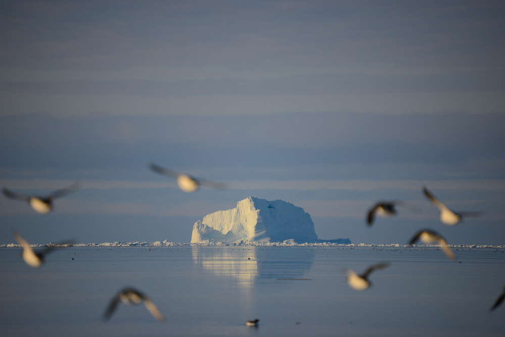 Arctic Kingdom tweet media