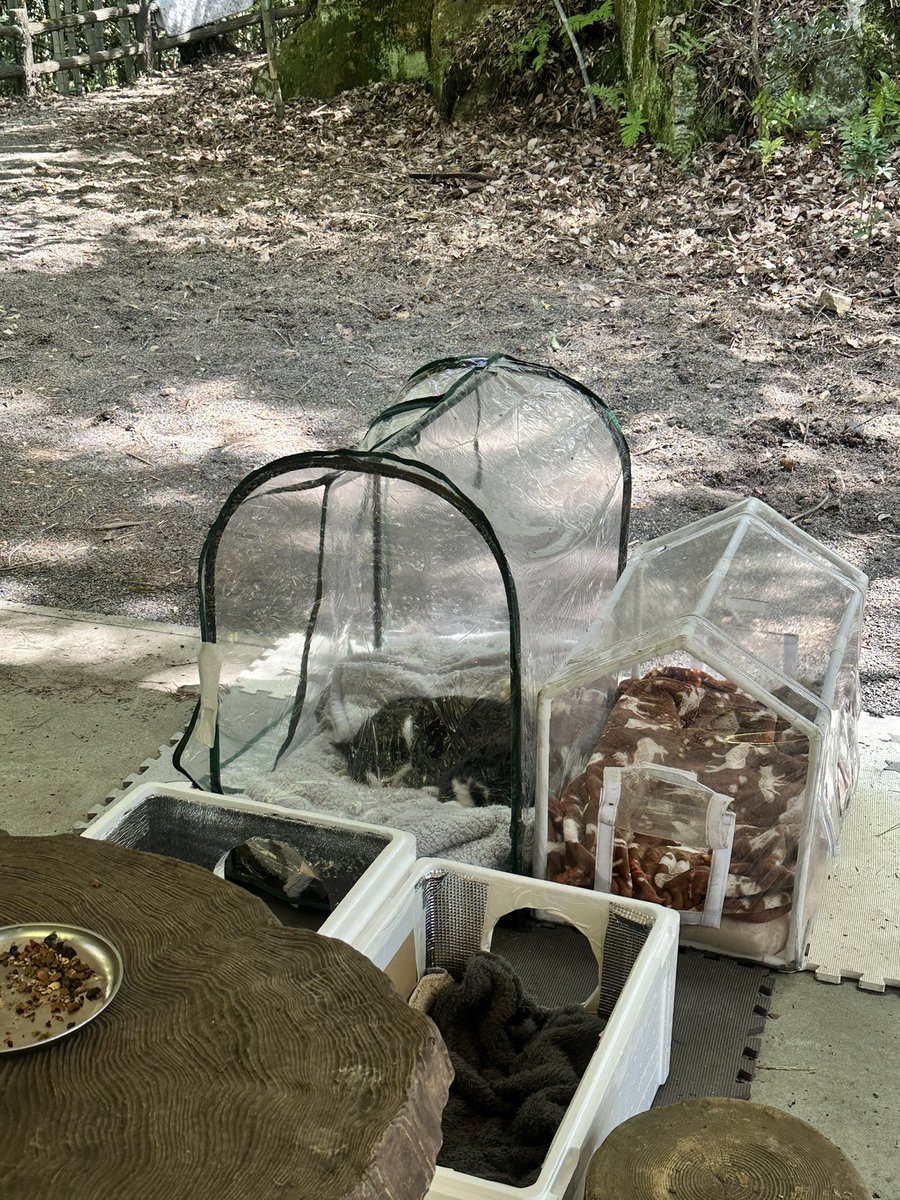 そういえば4月実家に帰るついでにお猫様のいるお山にも行ってきました🐾໊

あとＧＷ終わっちゃったねぇ…
皆何してた〜？私はバイトでした🫠