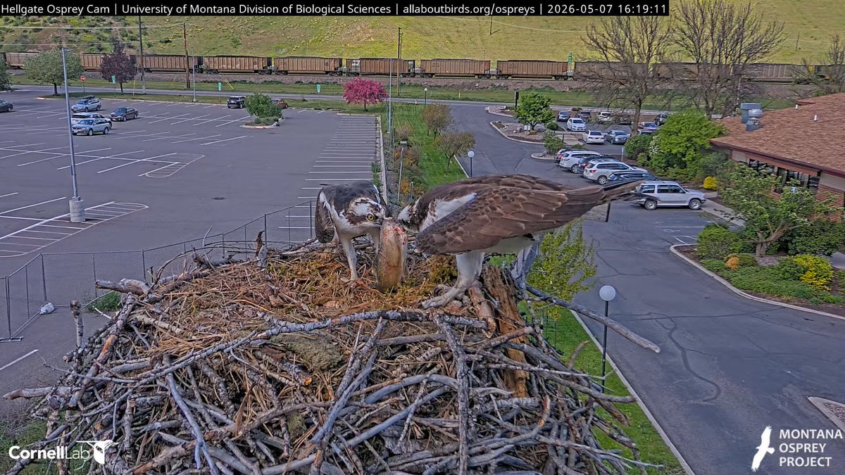 Hellgate Osprey tweet media