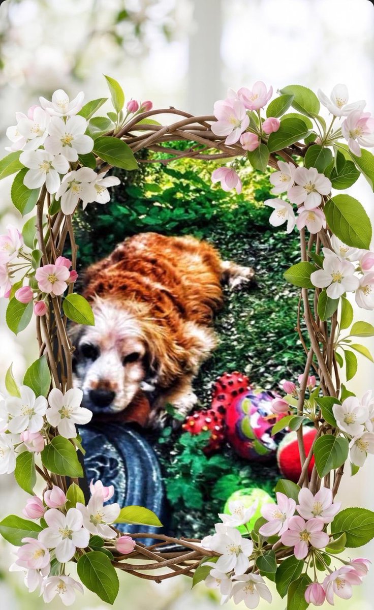 Garden time 🌼Beloved beautiful 💘💛🦋Polly 🌞in her garden with toys &amp; mummy Linda My Girl ,
💞💖🌸💞🌸💞💖🩵🩷🩵🩷ist she lovely?