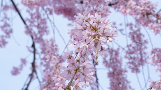 shin1979flower's tweet photo. 「どうして分かってくれないの?」と苦しくなる時。実は【事実は1つでも「真実(正しさ)」は人の数だけある】んです。私の正解は「共感」でも相手の正解は「解決」かも。正しさで戦うと疲れます。「違うんだな」と【事実】として眺めるだけで心は軽くなります。
#人間関係 #心理学 #TruthAndFact https://t.co/fMatRAAXlk