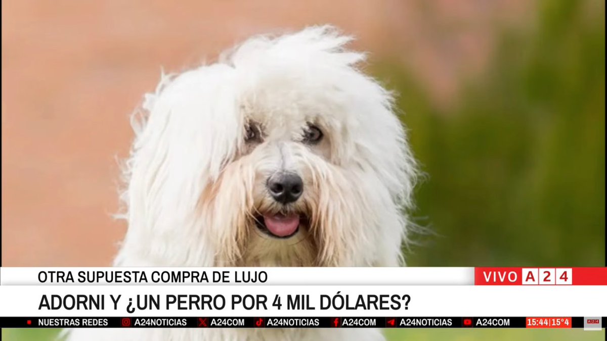 El gordo edición tweet media