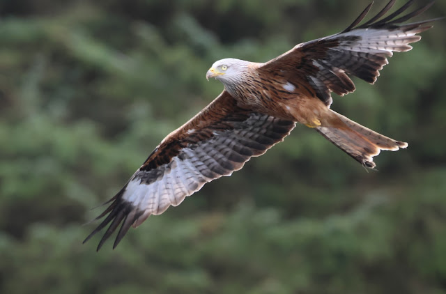 evsi120's tweet photo. https://t.co/JfxmGReH10 Red Kites in Wales! https://t.co/RTMPEHMTVG